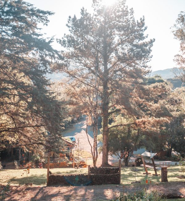 araucaria (9)
